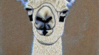 Llama